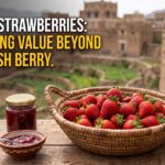 Cover image for the strawberry value chain study in Yemen