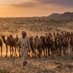 Cover image for the camel value chain study in Yemen